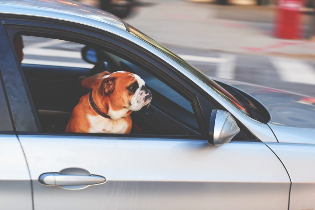 犬が自動車に乗っている